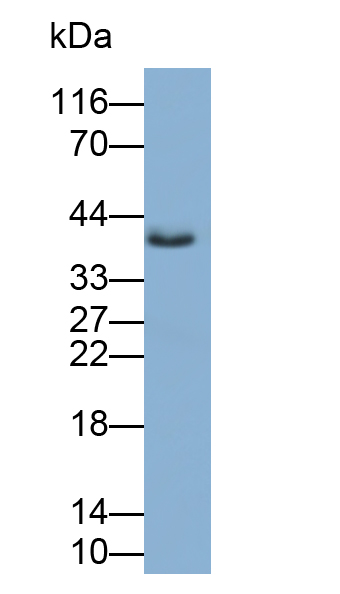 Polyclonal Antibody to Synaptophysin (SYP)