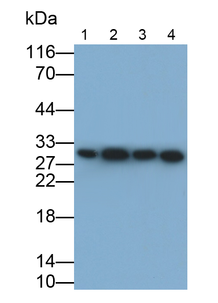 Polyclonal Antibody to Prohibitin (PHB)