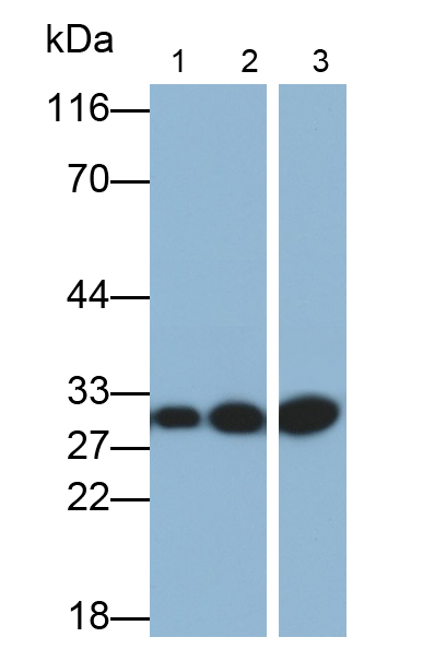 Polyclonal Antibody to Prohibitin (PHB)