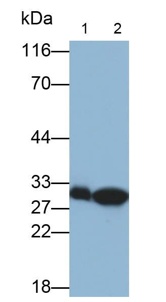 Polyclonal Antibody to Prohibitin (PHB)