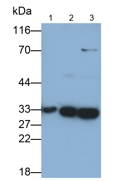 Polyclonal Antibody to Prohibitin (PHB)