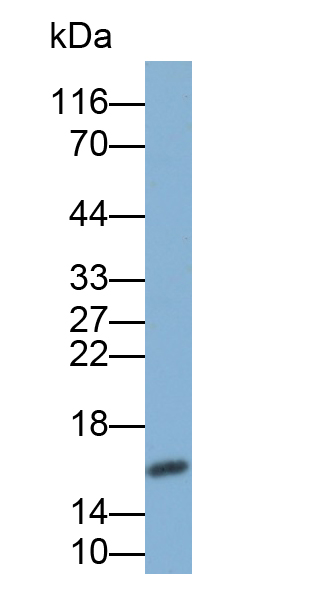 Polyclonal Antibody to Insulin (INS)