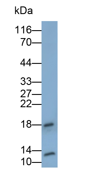 Polyclonal Antibody to Insulin (INS)