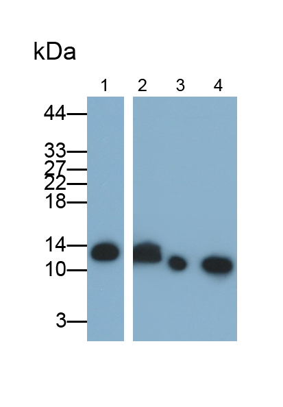 Polyclonal Antibody to Cystatin A (CSTA)