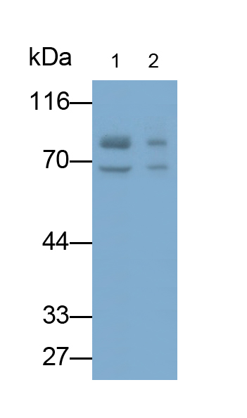 Polyclonal Antibody to Lymphotoxin Beta Receptor (LTbR)