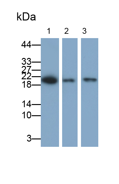 Polyclonal Antibody to Natriuretic Peptide Precursor B (NPPB)