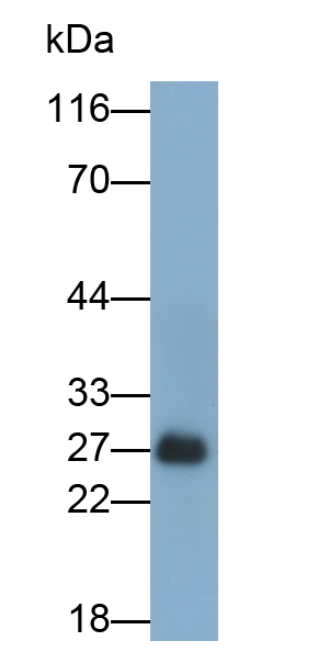Polyclonal Antibody to Apolipoprotein A1 (APOA1)