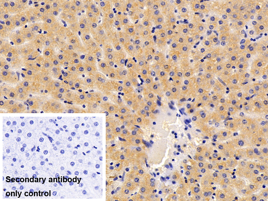 Polyclonal Antibody to Apolipoprotein A1 (APOA1)