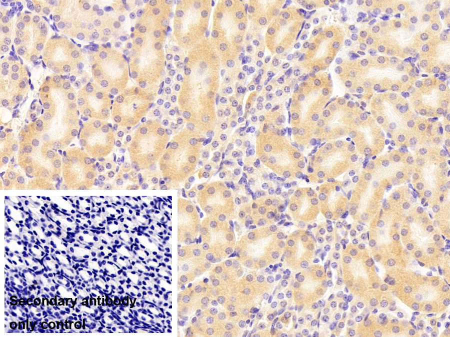 Polyclonal Antibody to Apolipoprotein A1 (APOA1)
