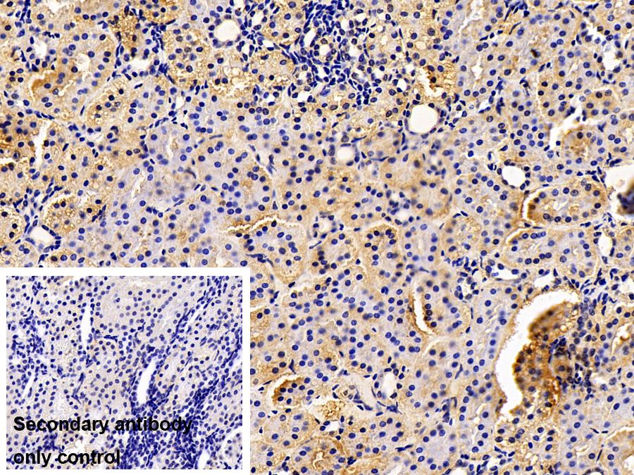 Polyclonal Antibody to Apolipoprotein A1 (APOA1)