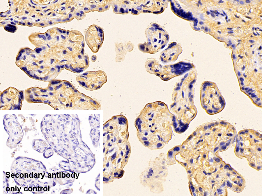 Polyclonal Antibody to Apolipoprotein A1 (APOA1)