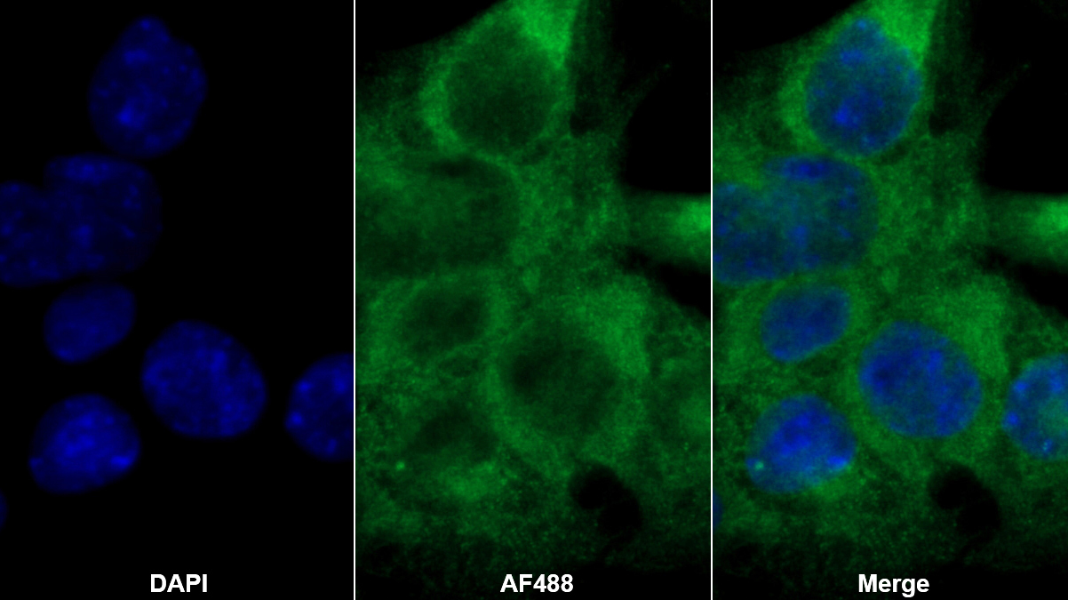 Polyclonal Antibody to Tissue Factor (TF)