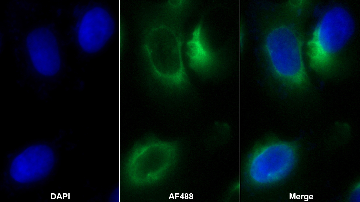 Polyclonal Antibody to Intercellular Adhesion Molecule 2 (ICAM2)