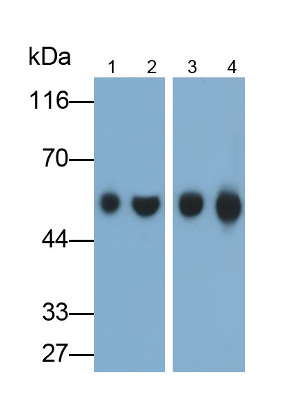 Polyclonal Antibody to Immunoglobulin G (IgG)