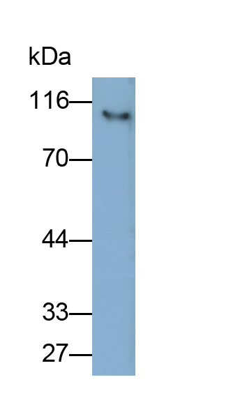 Polyclonal Antibody to Vascular Cell Adhesion Molecule 1 (VCAM1)