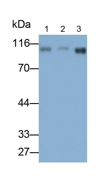 Polyclonal Antibody to Intercellular Adhesion Molecule 1 (ICAM1)