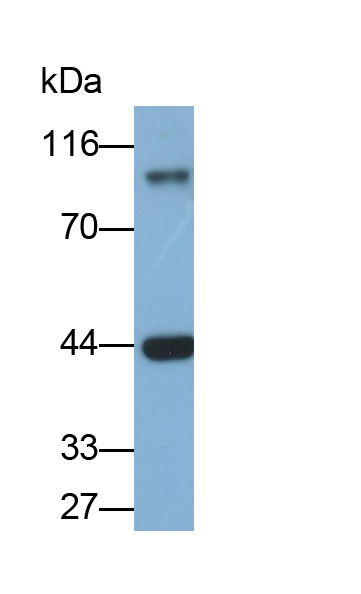 Polyclonal Antibody to Intercellular Adhesion Molecule 1 (ICAM1)