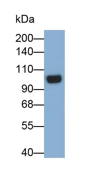 Polyclonal Antibody to Intercellular Adhesion Molecule 1 (ICAM1)