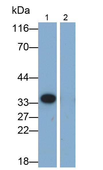 Polyclonal Antibody to Interleukin 1 Beta (IL1b)