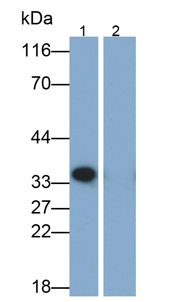 Polyclonal Antibody to Interleukin 1 Beta (IL1b)