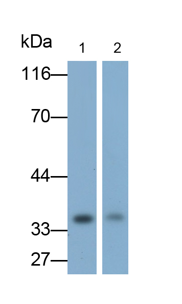 Polyclonal Antibody to Interleukin 1 Beta (IL1b)