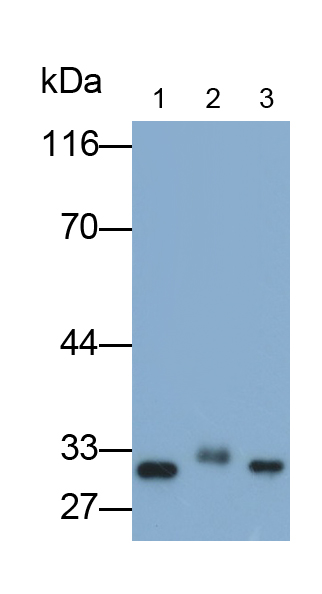 Polyclonal Antibody to Heme Oxygenase 1 (HO1)