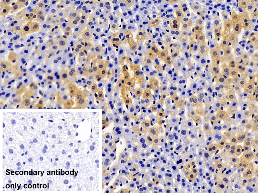 Polyclonal Antibody to Heme Oxygenase 1 (HO1)