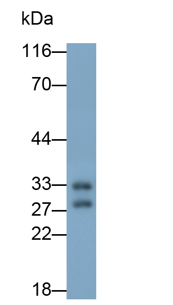 Polyclonal Antibody to Heme Oxygenase 1 (HO1)