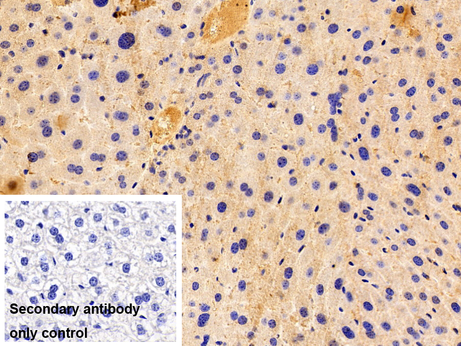 Polyclonal Antibody to Heme Oxygenase 2, Decycling (HO2)