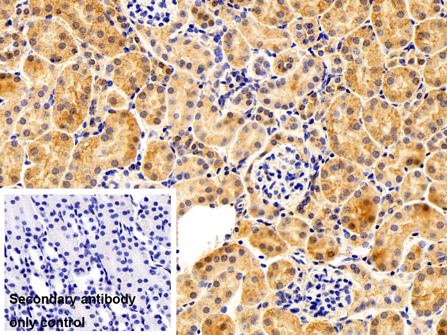 Polyclonal Antibody to Heme Oxygenase 2, Decycling (HO2)