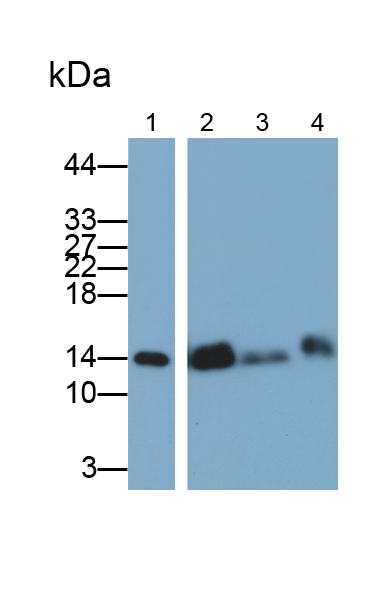 Polyclonal Antibody to Cytochrome C (CYCS)