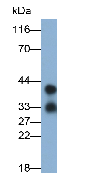 Polyclonal Antibody to Adiponectin (ADPN)