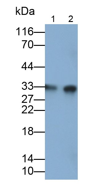 Polyclonal Antibody to Adiponectin (ADPN)