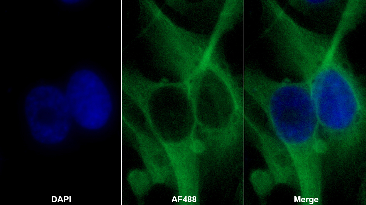 Polyclonal Antibody to Microsomal Glutathione S Transferase 1 (MGST1)