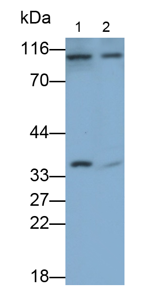 Polyclonal Antibody to Caspase 3 (CASP3)