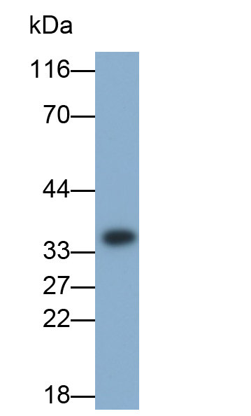 Polyclonal Antibody to Caspase 3 (CASP3)