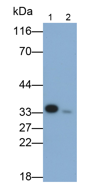 Polyclonal Antibody to Caspase 3 (CASP3)