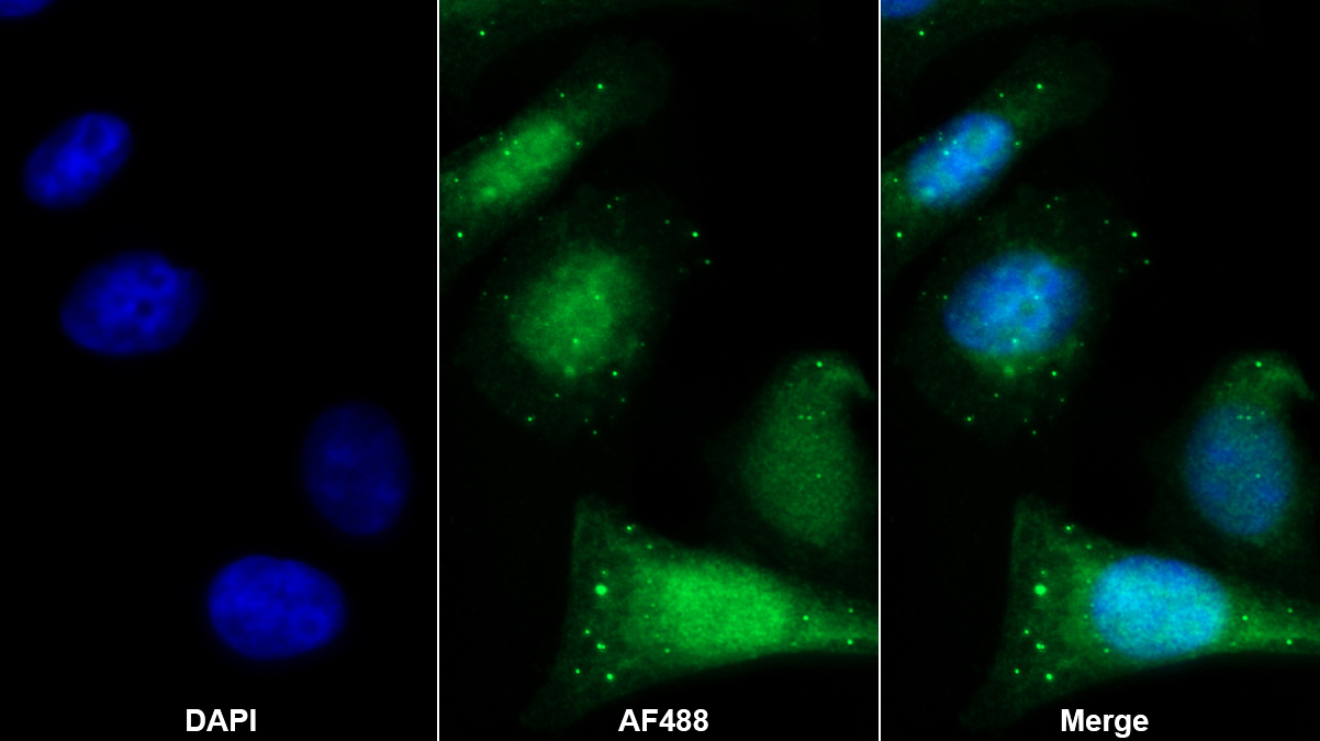 Polyclonal Antibody to Caspase 9 (CASP9)