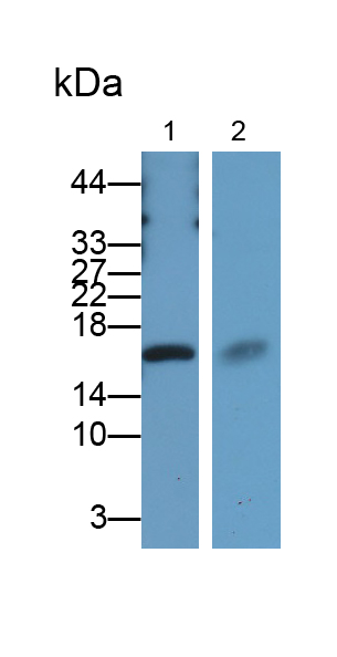 Polyclonal Antibody to Midkine (MK)