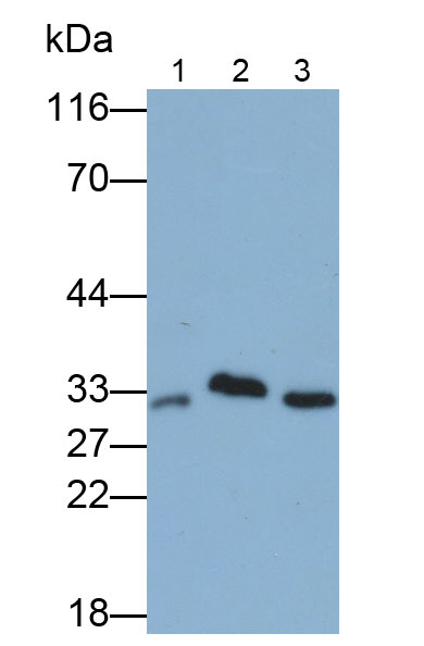 Polyclonal Antibody to Complement component 1 Q subcomponent-binding protein, mitochondrial (C1QBP)