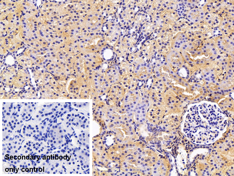 Polyclonal Antibody to Amiloride Binding Protein 1 (ABP1)