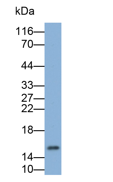 Polyclonal Antibody to Procalcitonin (PCT)