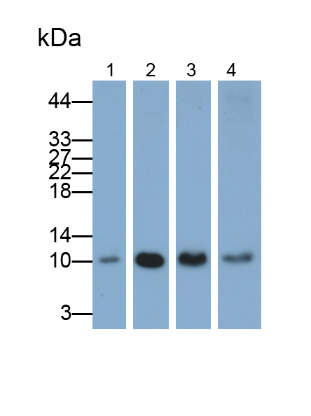 Polyclonal Antibody to Macrophage Migration Inhibitory Factor (MIF)
