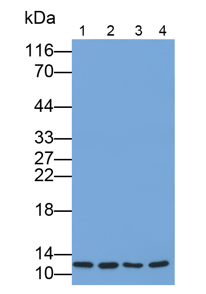 Polyclonal Antibody to Macrophage Migration Inhibitory Factor (MIF)