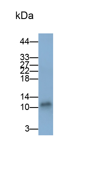 Polyclonal Antibody to Thioredoxin (Trx)