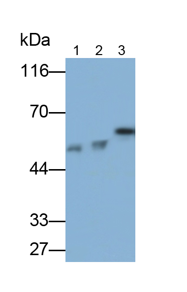 Polyclonal Antibody to Thioredoxin Reductase 1 (TXNRD1)