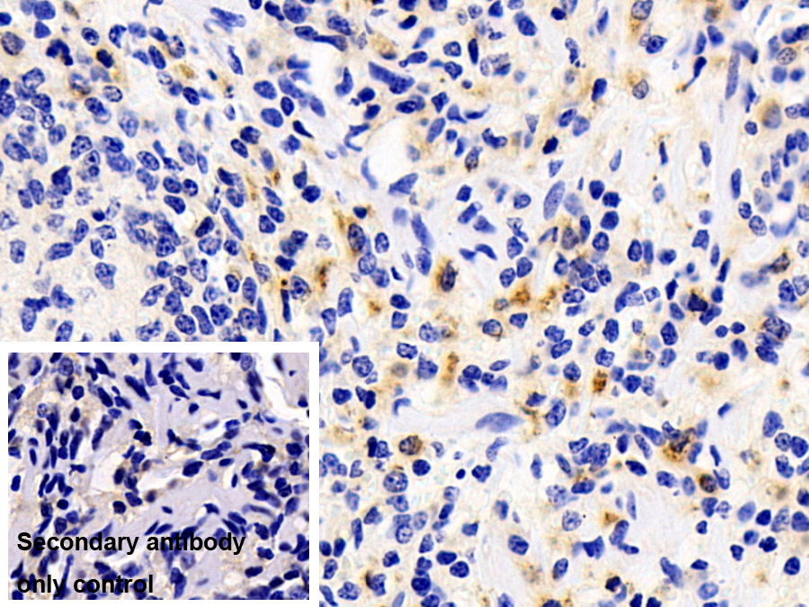 Polyclonal Antibody to Heparanase (HPSE)