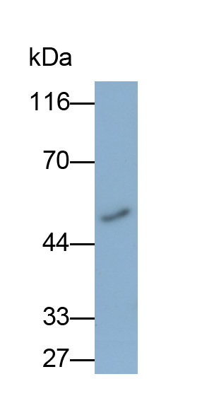 Polyclonal Antibody to Heparanase (HPSE)