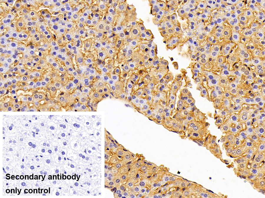 Polyclonal Antibody to Sodium/potassium Transporting ATPase Subunit Beta-3 (ATP1b3)