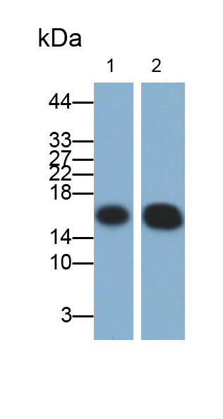 Polyclonal Antibody to Prealbumin (PALB)